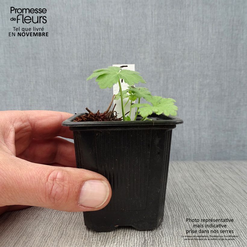 Spécimen de Géranium vivace macrorrhizum Spessart Godet de 8/9 cm tel que livré en automne