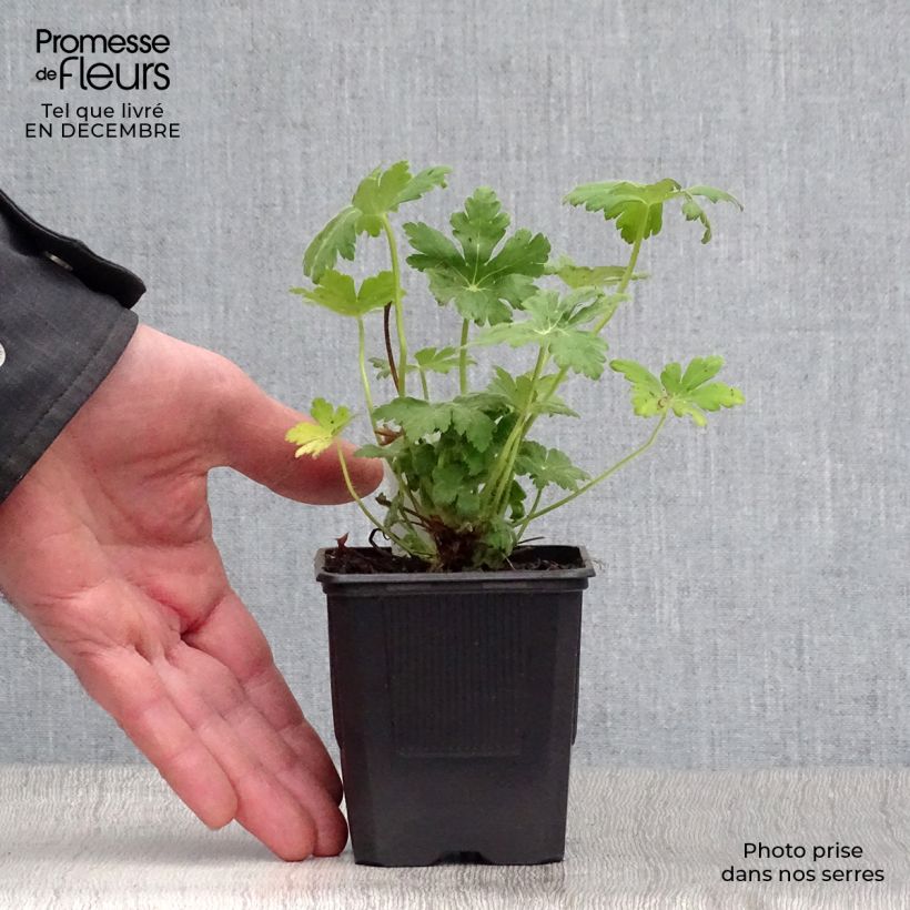 Spécimen de Géranium vivace macrorrhizum Spessart Godet de 8/9 cm tel que livré en hiver