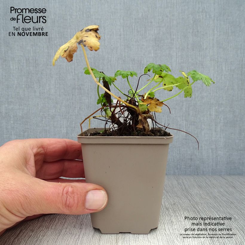 Spécimen de Geranium vivace macrorrhizum White Ness Godet de 8/9 cm tel que livré en automne