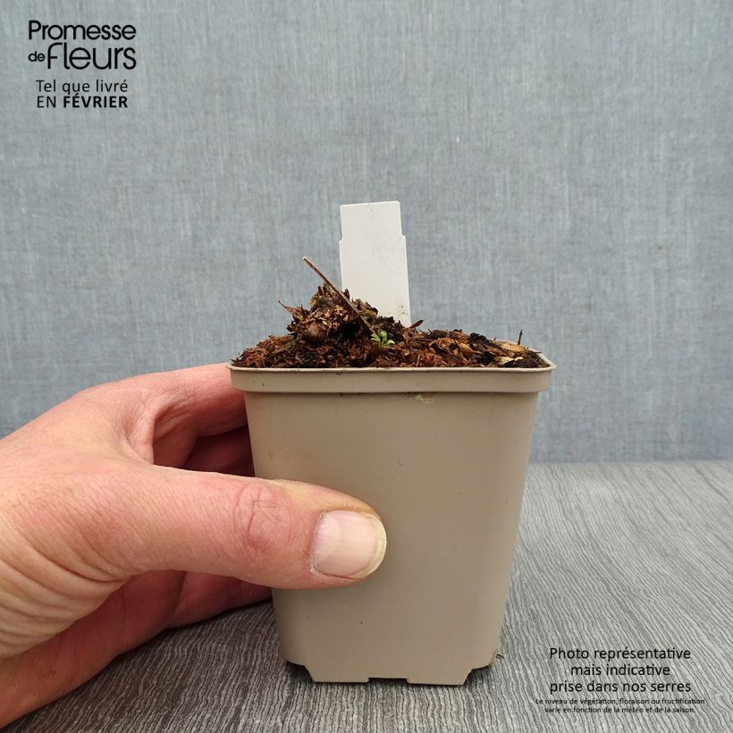 Spécimen de Géranium vivace maculatum Chatto Godet de 8/9 cm tel que livré en hiver