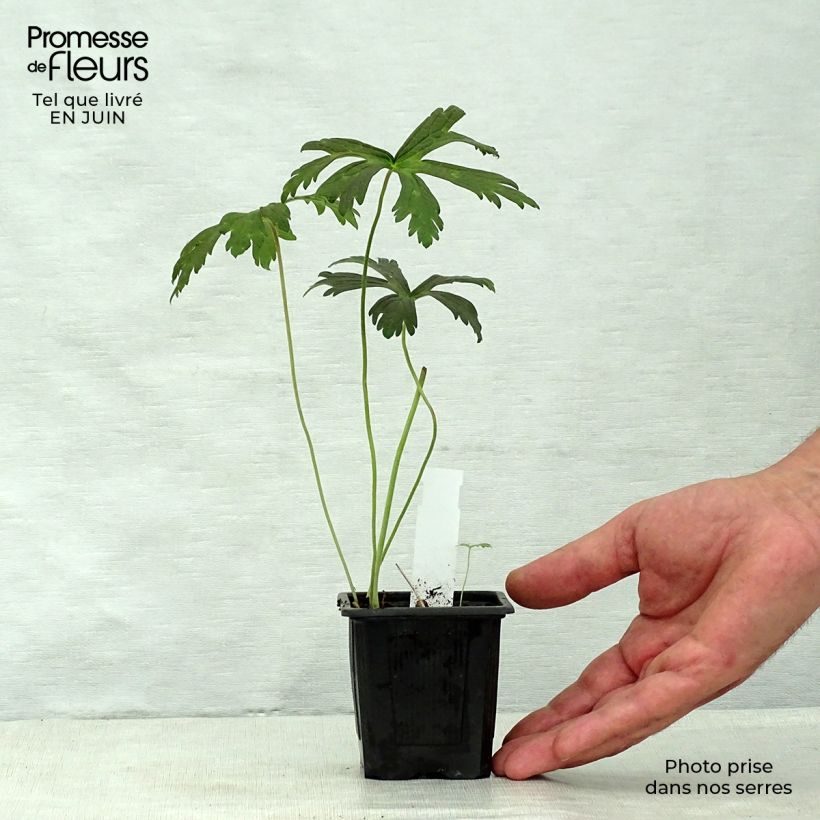 Spécimen de Géranium vivace maculatum Espresso Godet de 8/9 cm tel que livré en été
