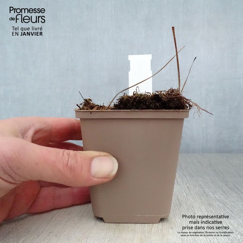 Spécimen de Géranium vivace maculatum Espresso Godet de 8/9 cm tel que livré en hiver