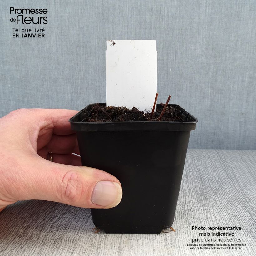 Spécimen de Geranium vivace maculatum Stormy Night Godet de 8/9 cm tel que livré en hiver