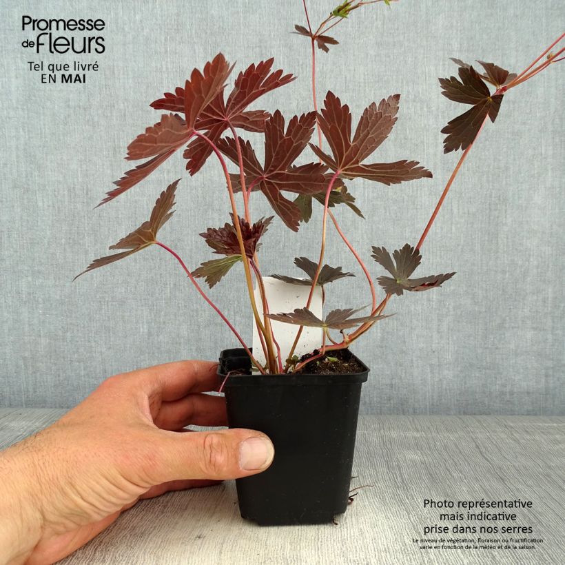 Spécimen de Geranium vivace maculatum Stormy Night Godet de 8/9 cm tel que livré au printemps