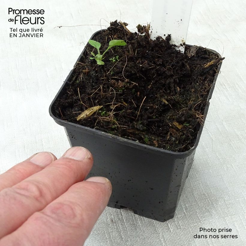 Spécimen de Géranium vivace maculatum var. album Godet de 8/9 cm tel que livré en hiver