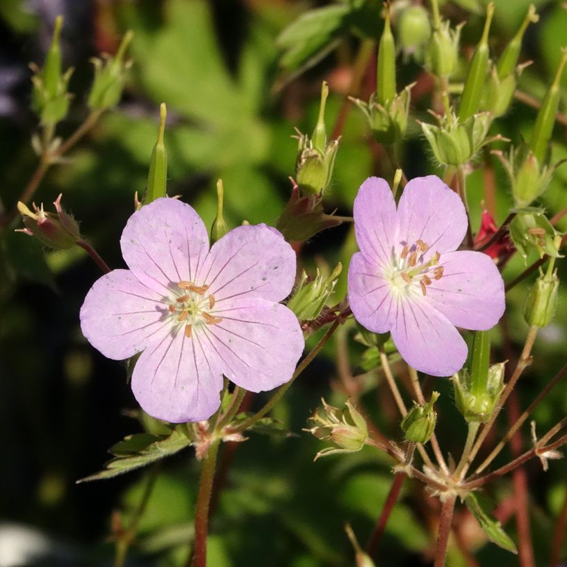 Geranium vivace maculé Vickie Lynn (Floraison)