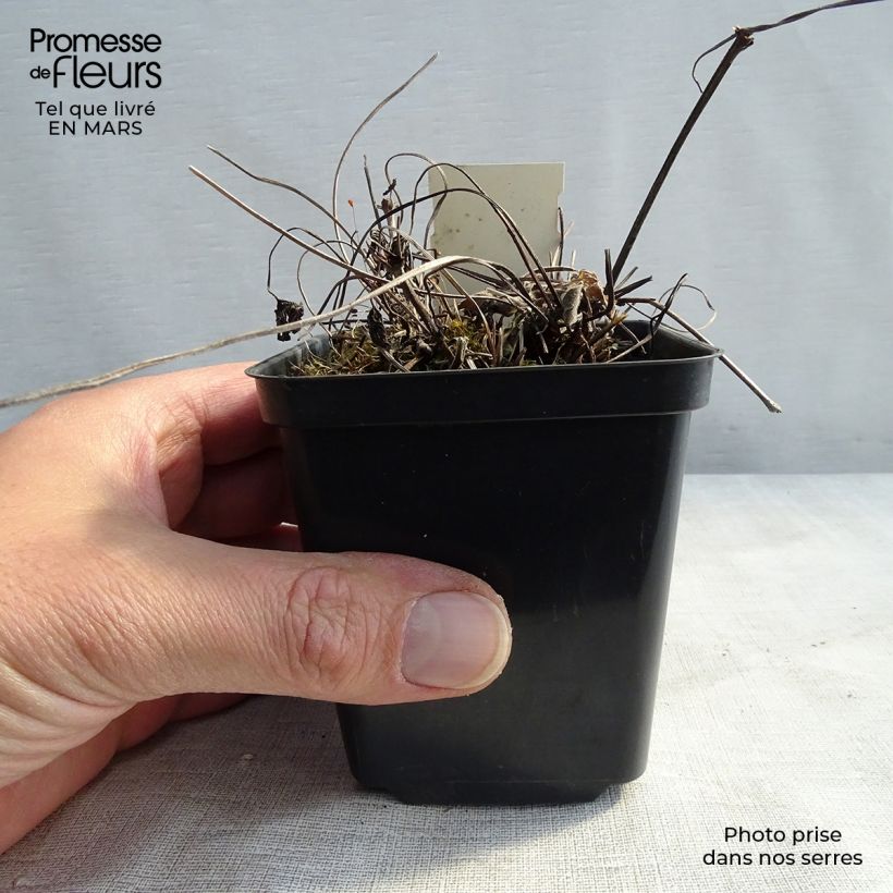 Spécimen de Géranium vivace magnificum Blue Blood Godet de 8/9 cm tel que livré en hiver