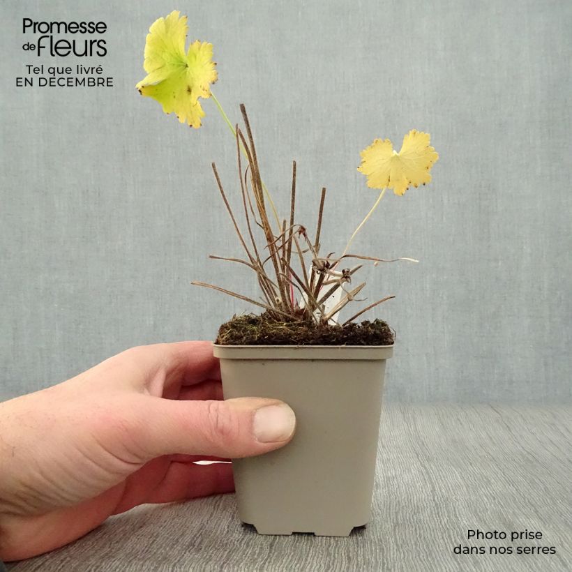 Spécimen de Géranium vivace magnificum Godet de 8/9 cm tel que livré en hiver
