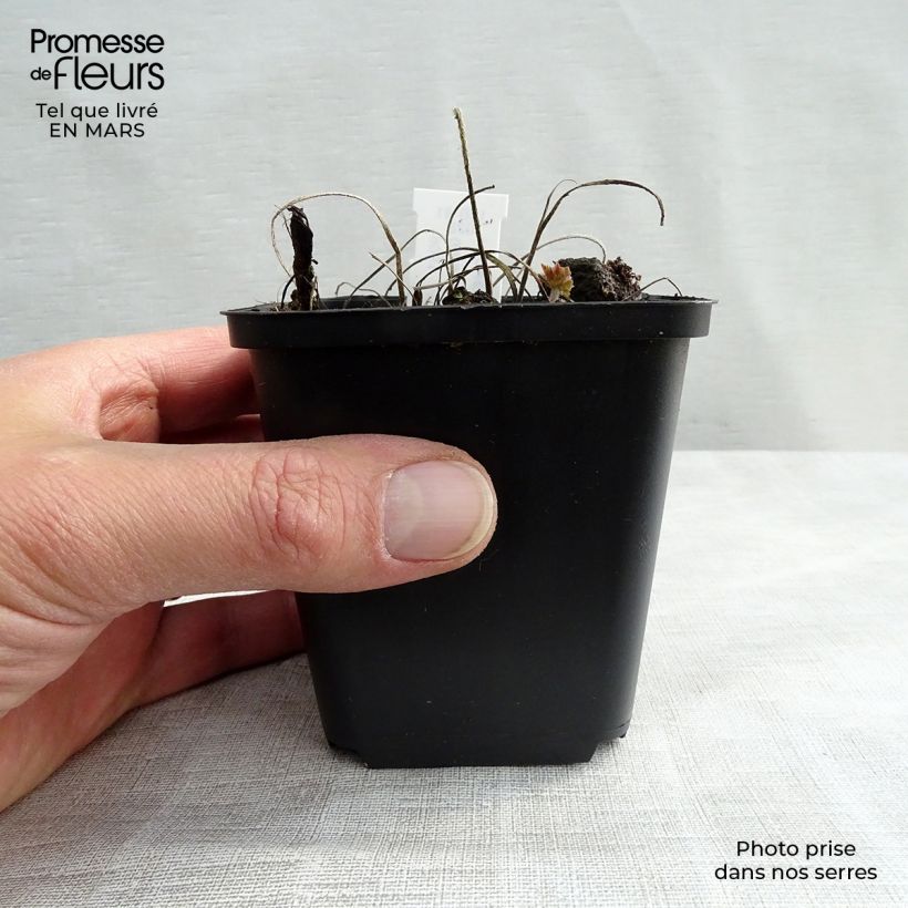 Spécimen de Géranium vivace magnificum Rosemoor Godet de 8/9 cm tel que livré au printemps