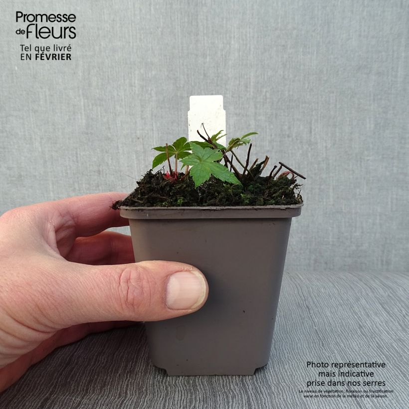 Spécimen de Géranium vivace nodosum Clos du Coudray Godet de 8/9 cm tel que livré en hiver