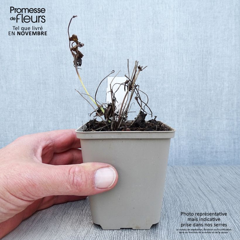 Spécimen de Géranium vivace nodosum Silverwood Godet de 8/9 cm tel que livré en automne