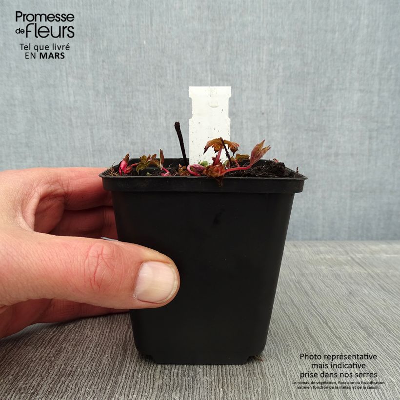 Spécimen de Geranium vivace nodosum Simon - Géranium noueux Godet de 8/9 cm tel que livré en hiver