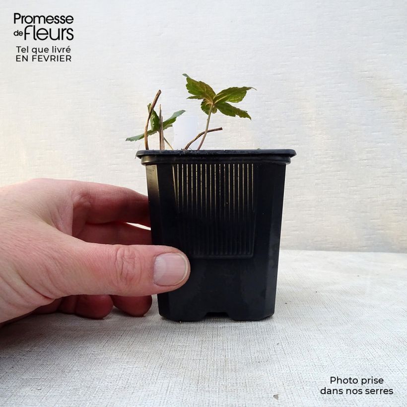 Spécimen de Géranium vivace nodosum  Godet de 8/9 cm tel que livré en hiver