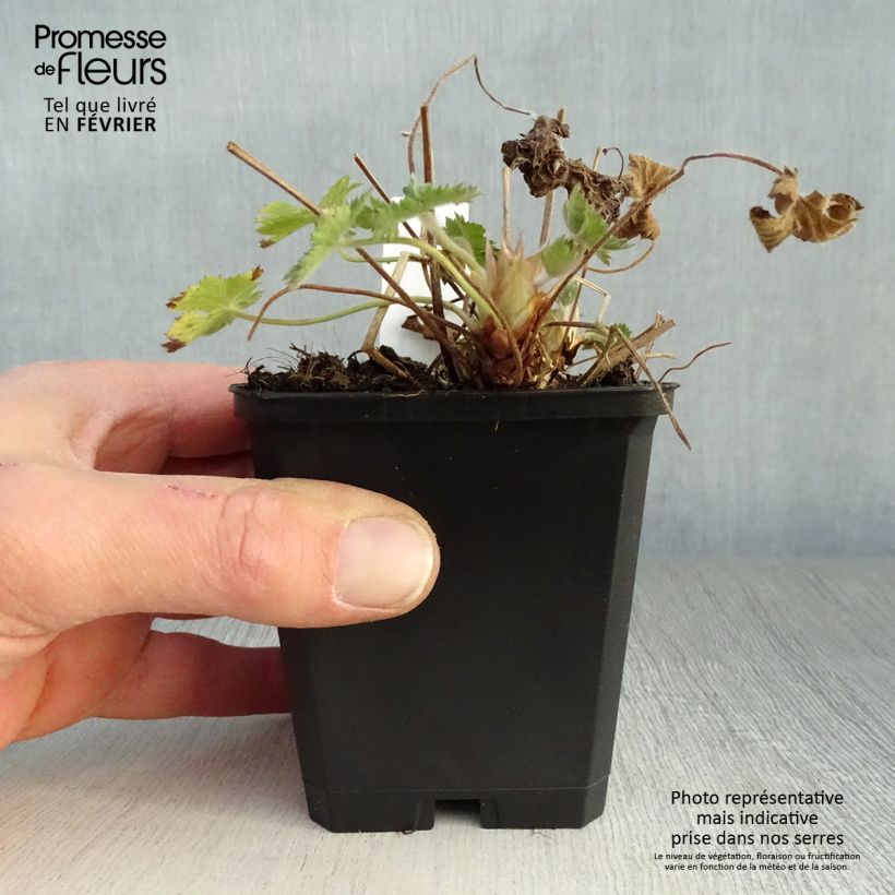 Spécimen de Géranium vivace oxonianum Claridge Druce Godet de 8/9 cm tel que livré en hiver