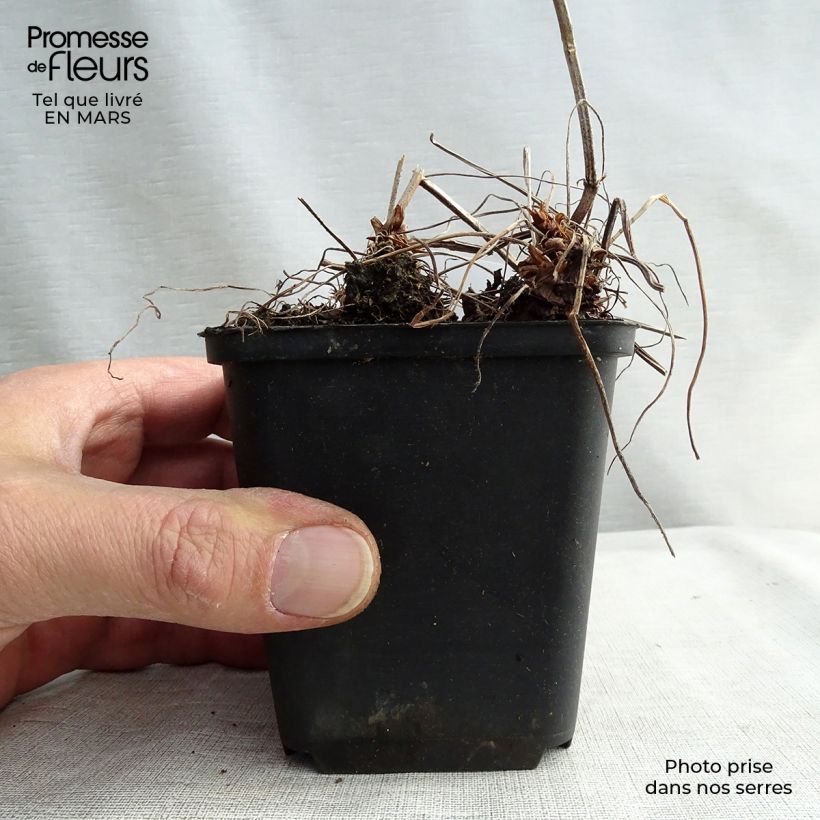 Spécimen de Géranium vivace oxonianum Katherine Adele Godet de 8/9 cm tel que livré en hiver