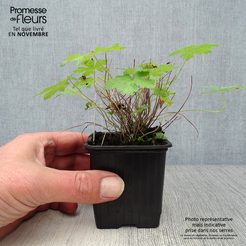 Spécimen de Géranium vivace oxonianum Rosenlicht Godet de 8/9 cm tel que livré en automne