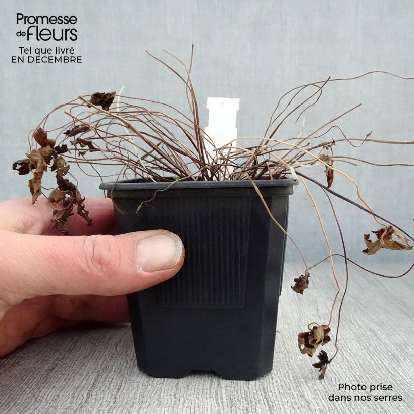 Spécimen de Géranium vivace oxonianum Rosenlicht Godet de 8/9 cm tel que livré en hiver