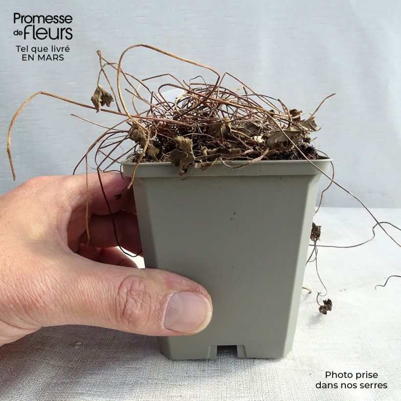 Spécimen de Géranium vivace oxonianum Sanne Godet de 8/9 cm tel que livré en hiver