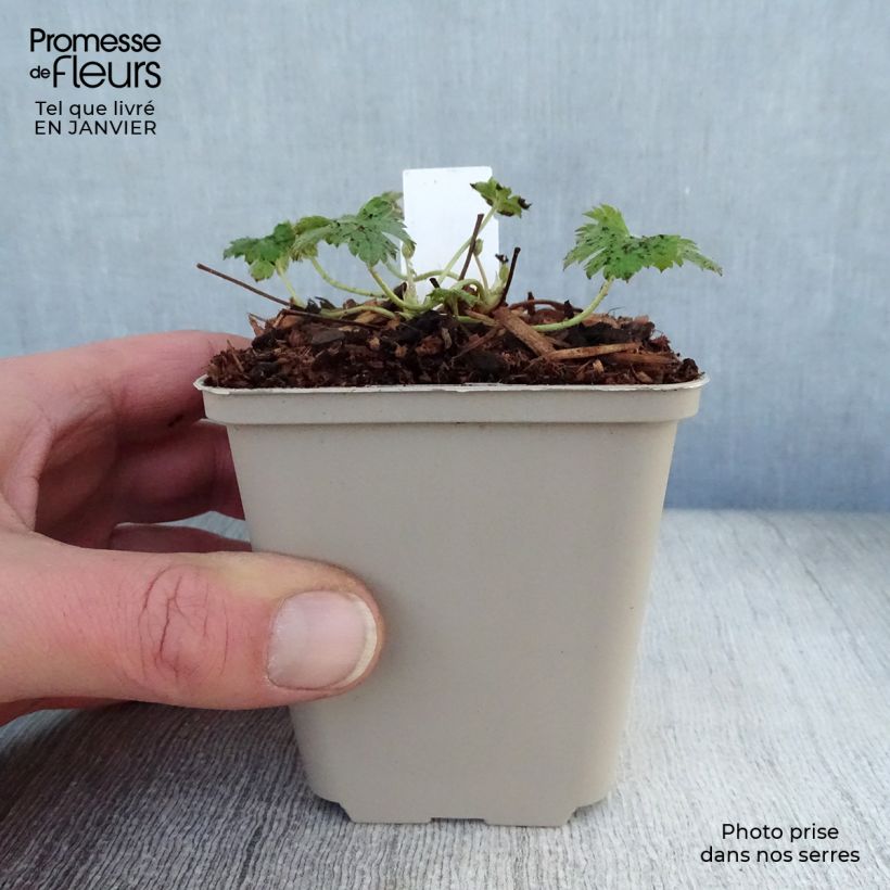 Spécimen de Geranium vivace oxonianum Southcombe Double Godet de 8/9 cm tel que livré en hiver
