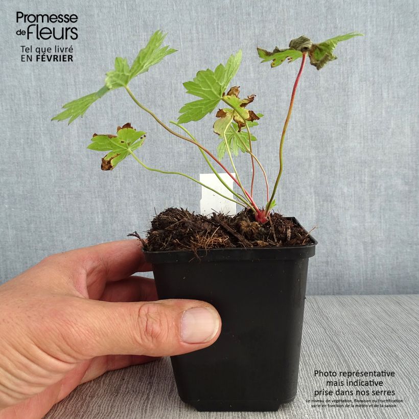 Spécimen de Géranium vivace oxonianum f.thurstonianum Godet de 8/9 cm tel que livré en automne