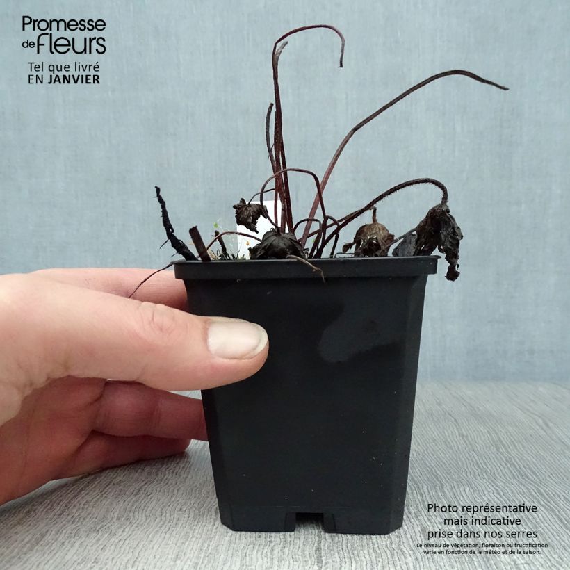 Spécimen de Géranium vivace palustre Godet de 8/9 cm tel que livré en hiver