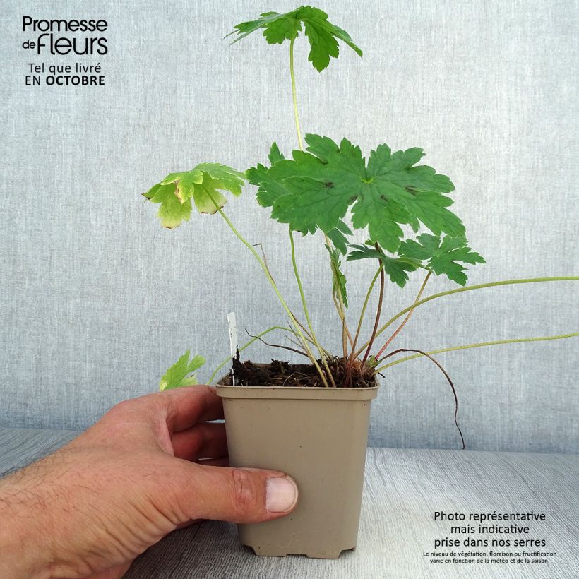 Spécimen de Géranium vivace phaeum Golden Spring Godet de 8/9 cm tel que livré en automne
