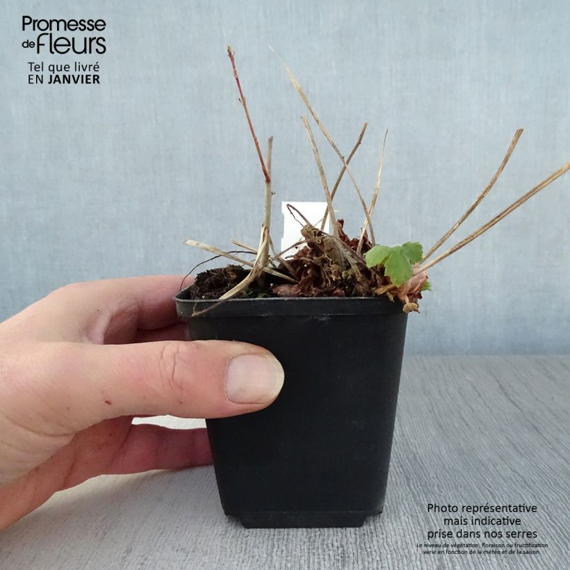 Spécimen de Géranium vivace phaeum Golden Spring Godet de 8/9 cm tel que livré en hiver