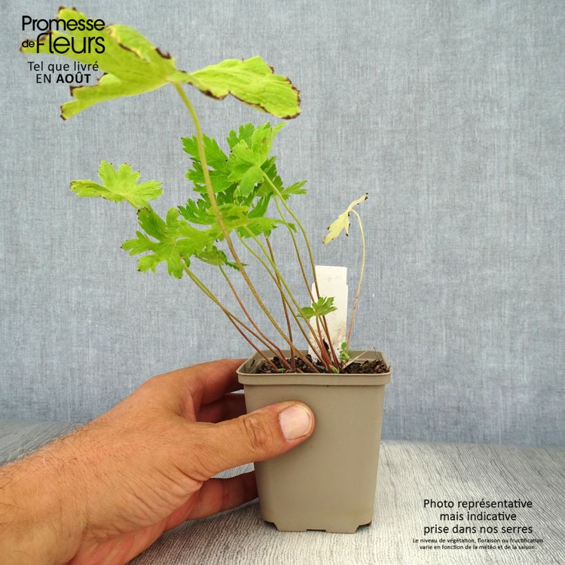 Spécimen de Géranium vivace phaeum Lily Lovell Godet de 8/9 cm tel que livré en été