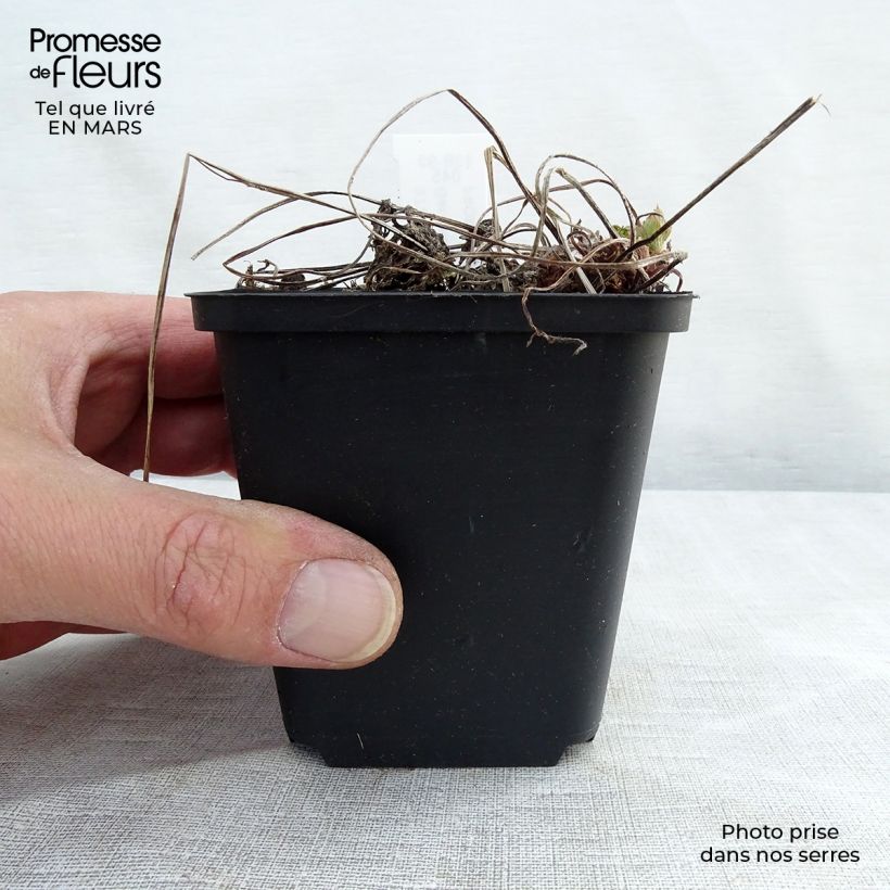 Spécimen de Géranium vivace phaeum Lily Lovell Godet de 8/9 cm tel que livré en hiver