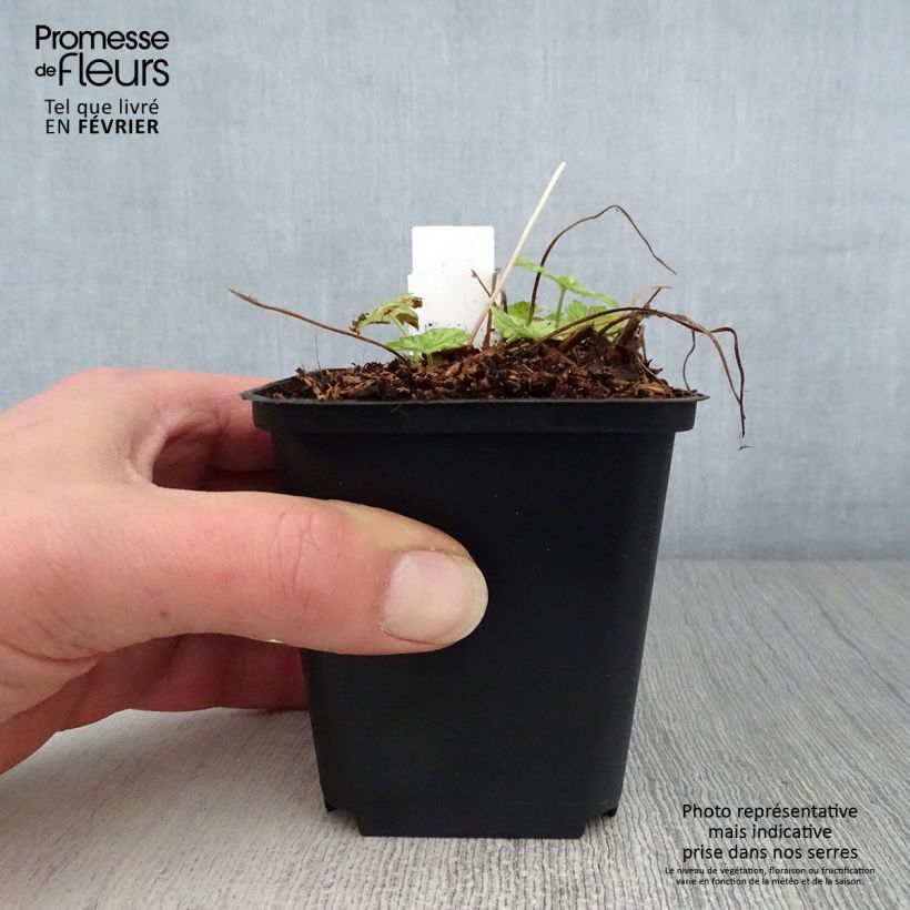 Spécimen de Géranium vivace phaeum Margaret Wilson Godet de 8/9 cm tel que livré en hiver