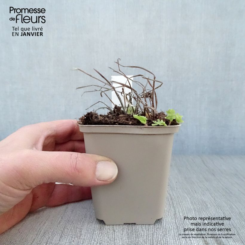 Spécimen de Geranium vivace phaeum Raven - Géranium vivace livide Godet de 8/9 cm tel que livré en hiver