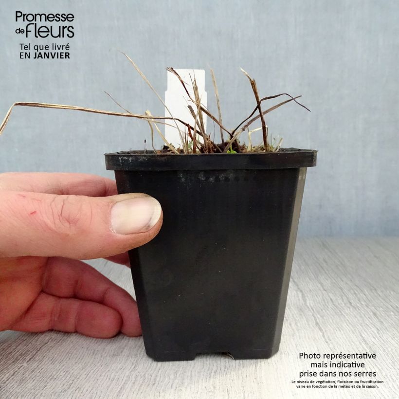 Spécimen de Géranium vivace phaeum Samobor Godet de 8/9 cm tel que livré en hiver