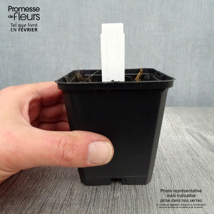 Spécimen de Géranium vivace pratense Algera Double - Géranium des prés Godet de 8/9 cm tel que livré en hiver