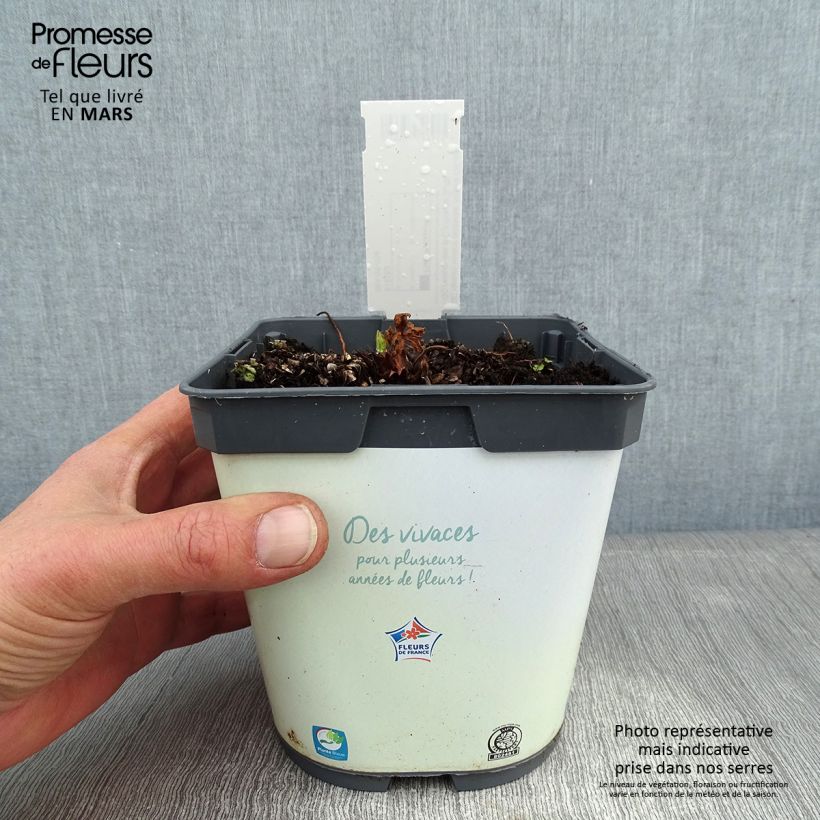 Spécimen de Géranium vivace pratense Algera Double - Géranium des prés Pot de 2L/3L tel que livré en hiver