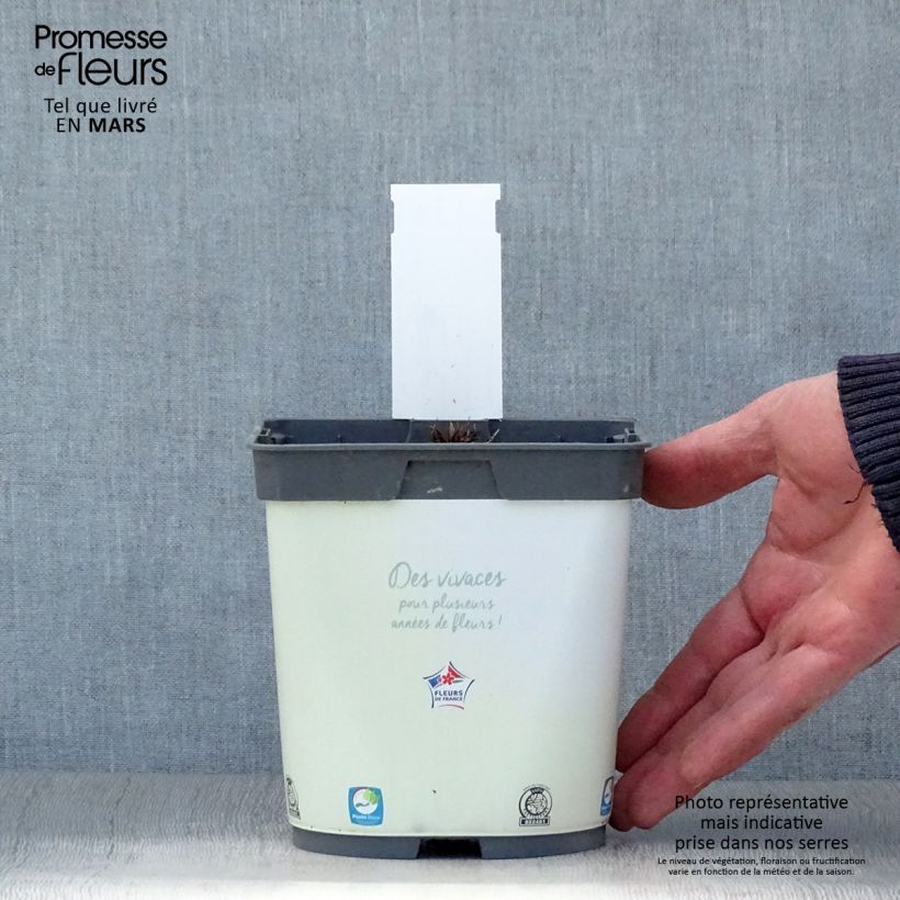 Spécimen de Géranium vivace pratense Algera Double - Géranium des prés Pot de 2L/3L tel que livré au printemps