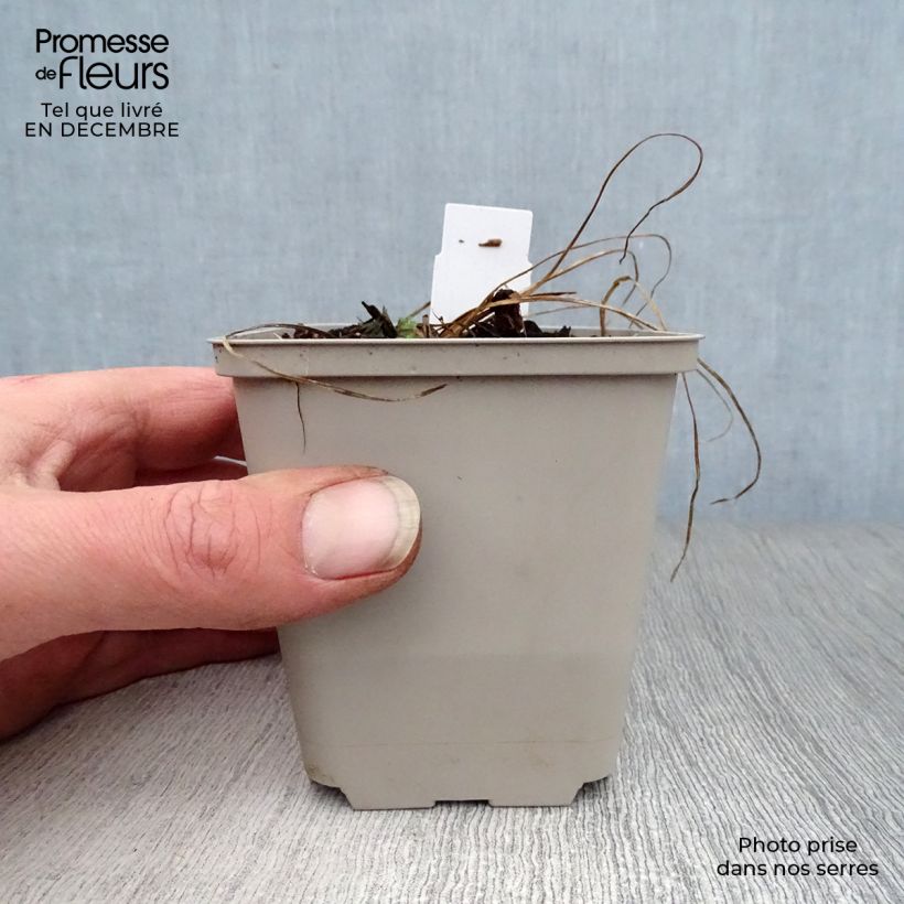 Spécimen de Géranium vivace pratense Cloud Nine - Géranium des près. Godet de 8/9 cm tel que livré en hiver