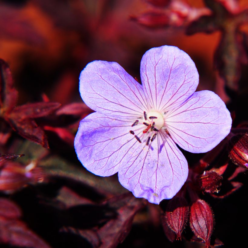 Géranium vivace pratense Dark Reiter (Floraison)