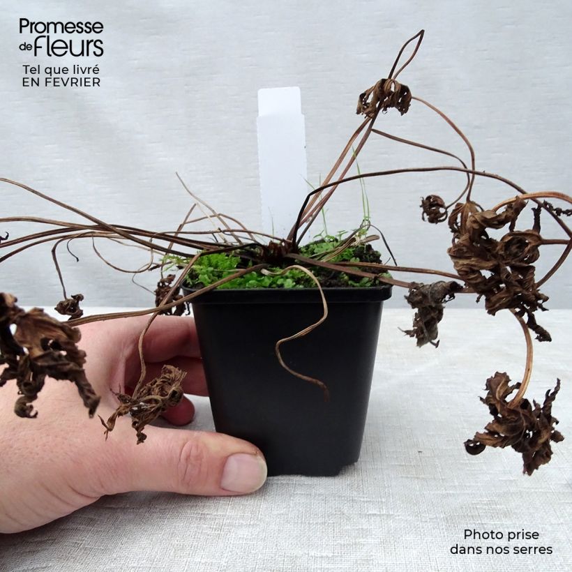 Spécimen de Géranium vivace pratense Galactic - Géranium des près blanc Godet de 8/9 cm tel que livré en hiver