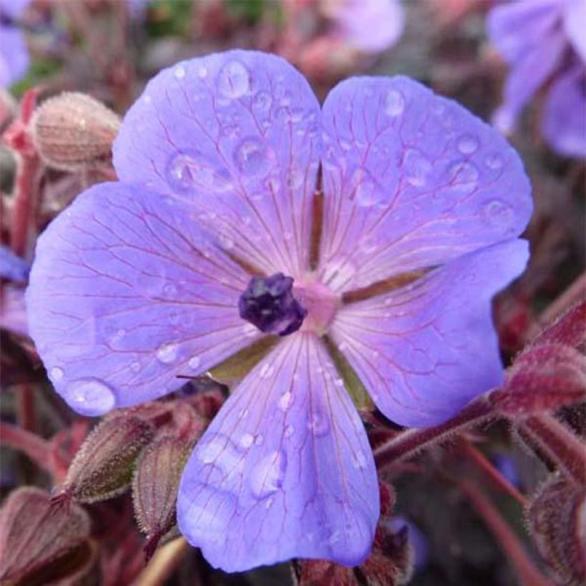 Géranium vivace pratense Hocus Pocus (Floraison)