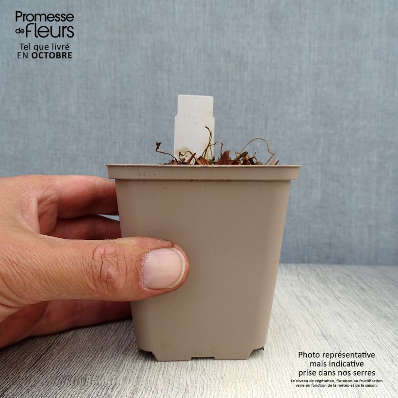 Spécimen de Géranium vivace pratense Hocus Pocus Godet de 8/9 cm tel que livré en automne