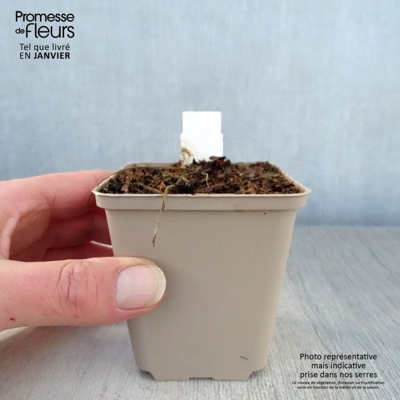 Spécimen de Géranium vivace pratense Hocus Pocus Godet de 8/9 cm tel que livré en hiver