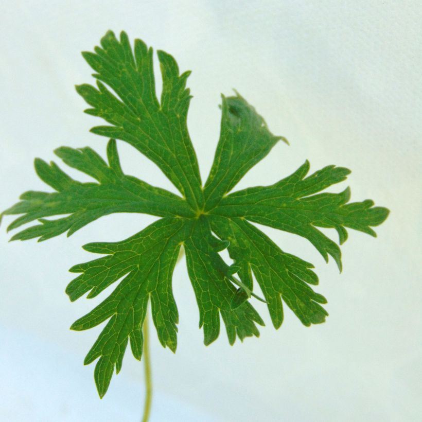 Geranium vivace pratense Laura - Géranium des près (Feuillage)