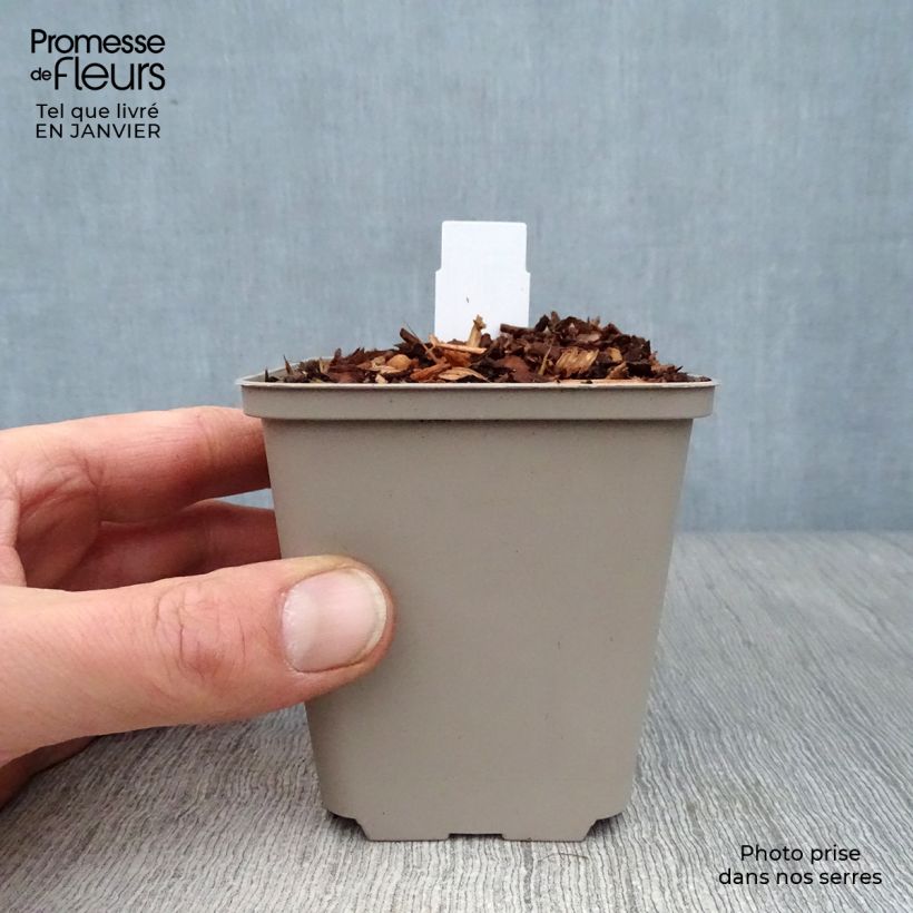 Spécimen de Geranium vivace pratense Laura - Géranium des près  Godet de 8/9 cm tel que livré en hiver