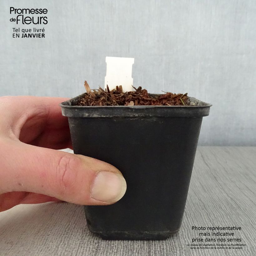 Spécimen de Geranium vivace pratense Marshmallow - Géranium des près rose bonbon Godet de 8/9 cm tel que livré en hiver