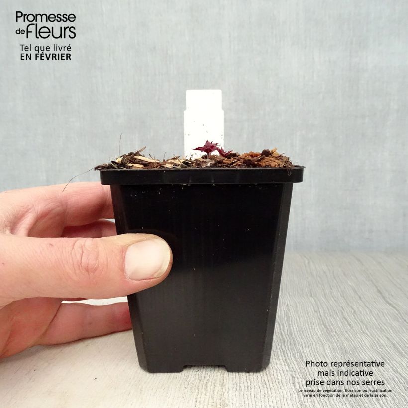 Spécimen de Géranium vivace pratense Midnight Reiter - Géranium des prés Godet de 8/9 cm tel que livré en hiver