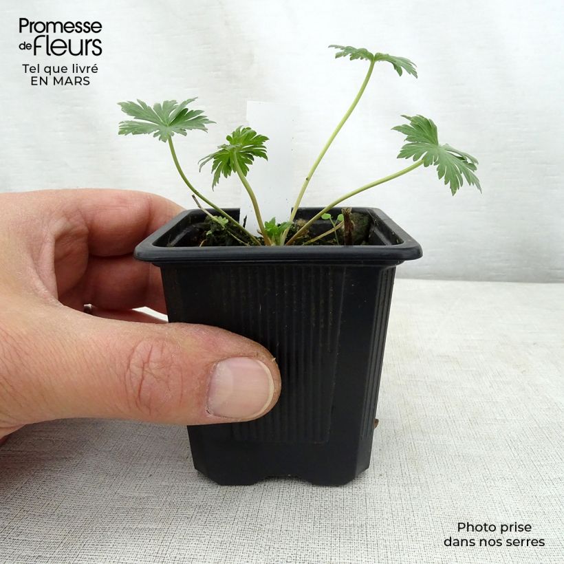 Spécimen de Géranium vivace pratense Mrs Kendall Clark - Géranium des prés Godet de 8/9 cm tel que livré au printemps