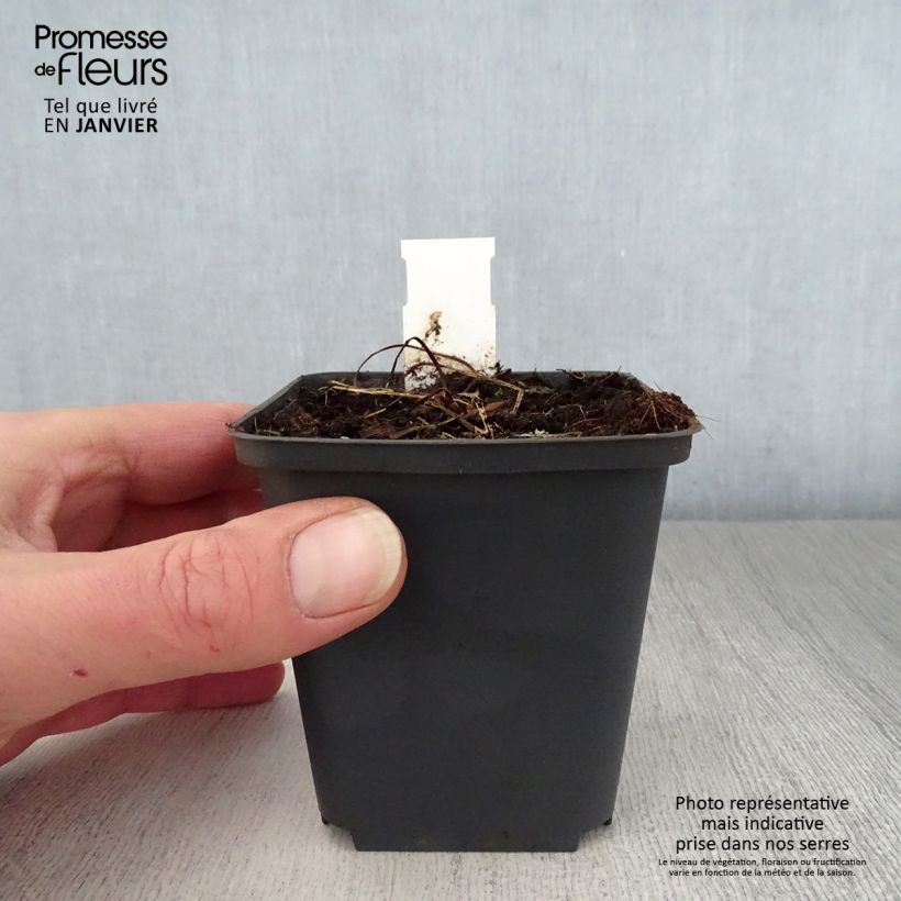 Spécimen de Géranium vivace pratense Mrs Kendall Clark - Géranium des prés Godet de 8/9 cm tel que livré en hiver