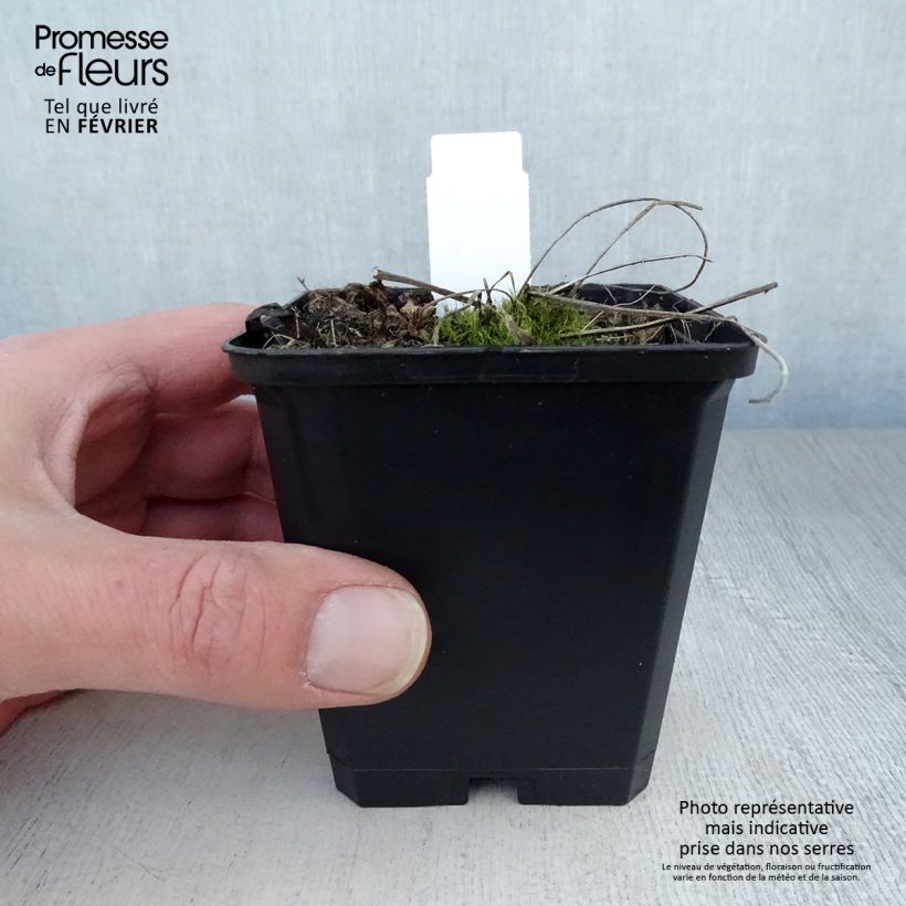 Spécimen de Geranium vivace pratense Plenum Album - Géranium des prés Godet de 8/9 cm tel que livré en hiver