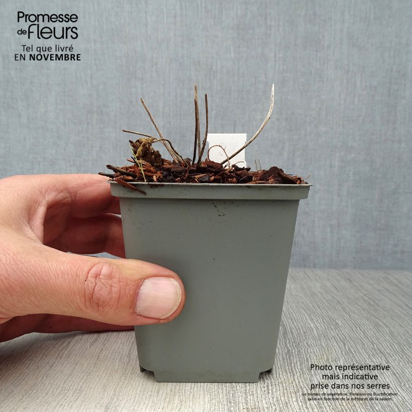 Spécimen de Géranium vivace pratense Splish Splash - Géranium des prés Godet de 8/9 cm tel que livré en automne
