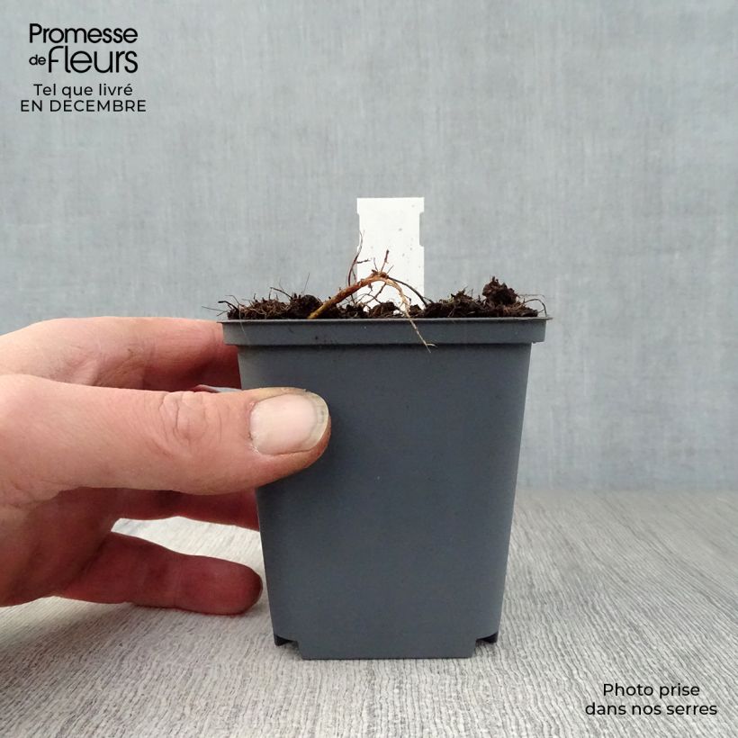 Spécimen de Géranium vivace pratense Splish Splash - Géranium des prés Godet de 8/9 cm tel que livré en hiver